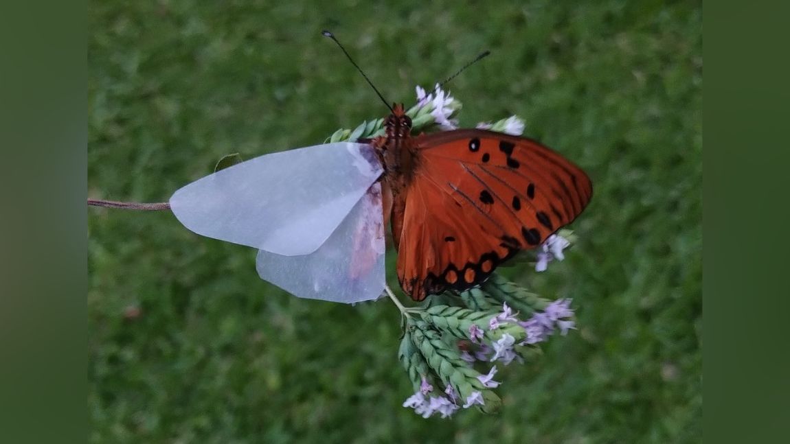 Encuentra una mariposa sin alas y ¡se las armó con papel