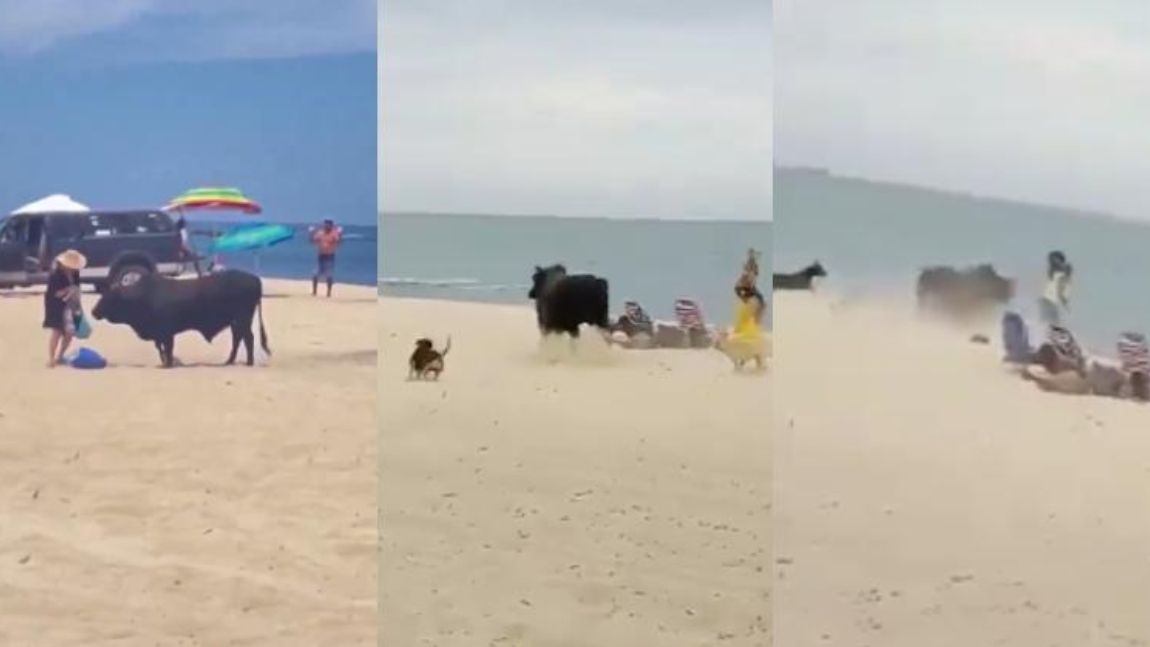 Toro sale a la playa y embiste a dos turistas en Los Cabos ...